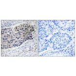 Immunohistochemistry - Anti-PC Antibody (C18099) - Antibodies.com