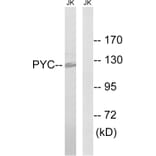 Western Blot - Anti-PC Antibody (C18099) - Antibodies.com