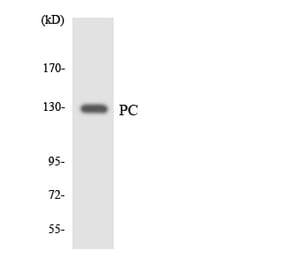 Western Blot - Anti-PC Antibody (R12-3306) - Antibodies.com