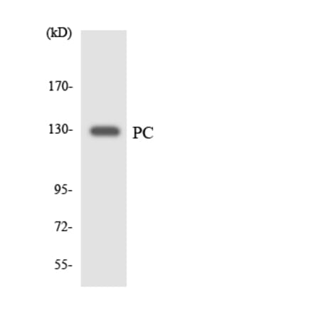 Western Blot - Anti-PC Antibody (R12-3306) - Antibodies.com