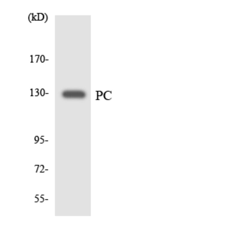 Western Blot - Anti-PC Antibody (R12-3306) - Antibodies.com