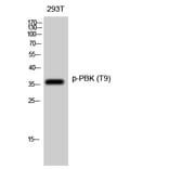 Western Blot - Anti-PBK (phospho Thr9) Antibody (A0710) - Antibodies.com