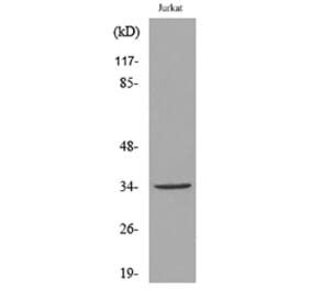 Western Blot - Anti-APE1 (acetyl Lys7) Antibody (D12045) - Antibodies.com