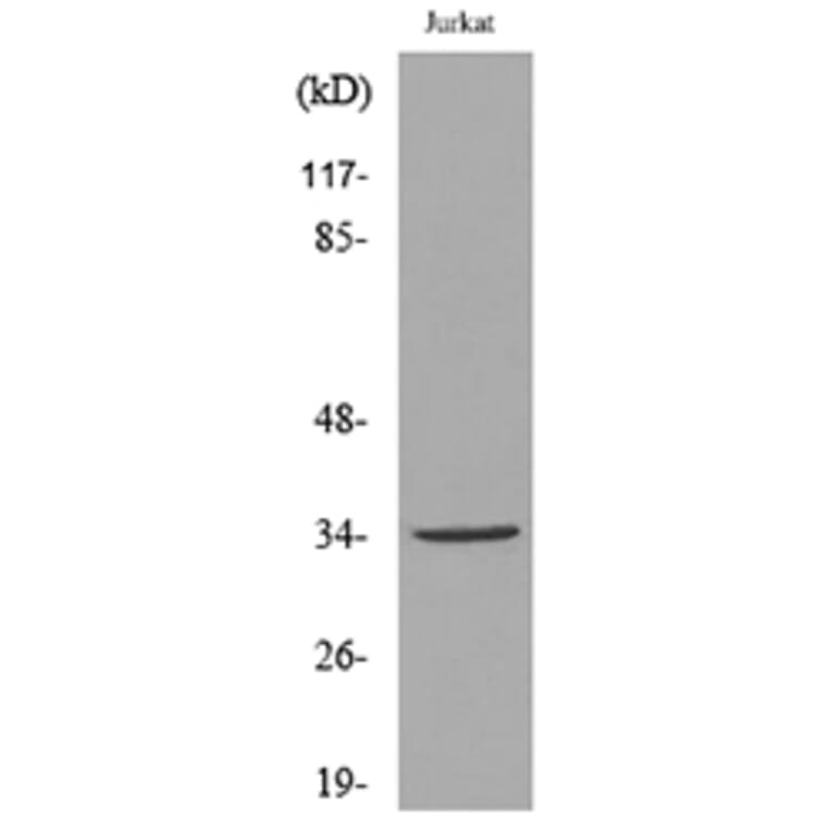 Western Blot - Anti-APE1 (acetyl Lys7) Antibody (D12045) - Antibodies.com