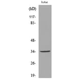 Western Blot - Anti-APE1 (acetyl Lys7) Antibody (D12045) - Antibodies.com