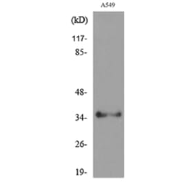 Western Blot - Anti-APE1 (acetyl Lys6) Antibody (D12044) - Antibodies.com