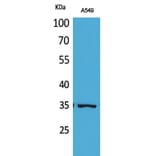 Western Blot - Anti-APE1 (acetyl Lys6) Antibody (D12044) - Antibodies.com