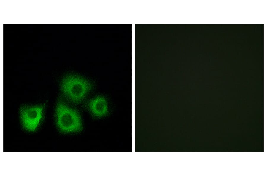 Immunofluorescence - Anti-OR5M1 + OR5M10 Antibody (G915) - Antibodies.com