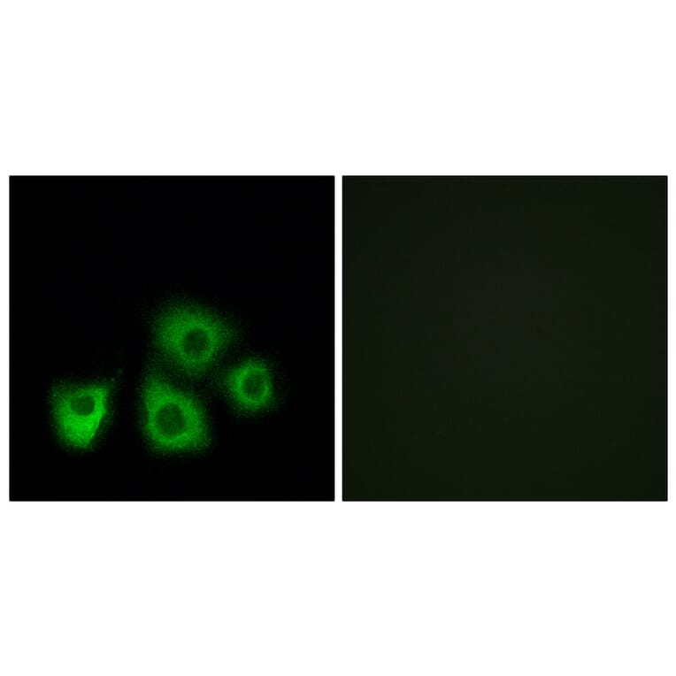 Immunofluorescence - Anti-OR5M1 + OR5M10 Antibody (G915) - Antibodies.com