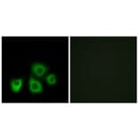 Immunofluorescence - Anti-OR5M1 + OR5M10 Antibody (G915) - Antibodies.com