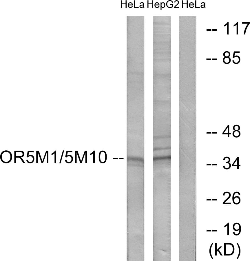 Western blot analysis of lysates from HeLa and HepG2 cells using Anti-OR5M1 + OR5M10 Antibody. The right hand lane represents a negative control, where the antibody is blocked by the immunising peptide.