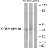 Western Blot - Anti-OR5M1 + OR5M10 Antibody (G915) - Antibodies.com