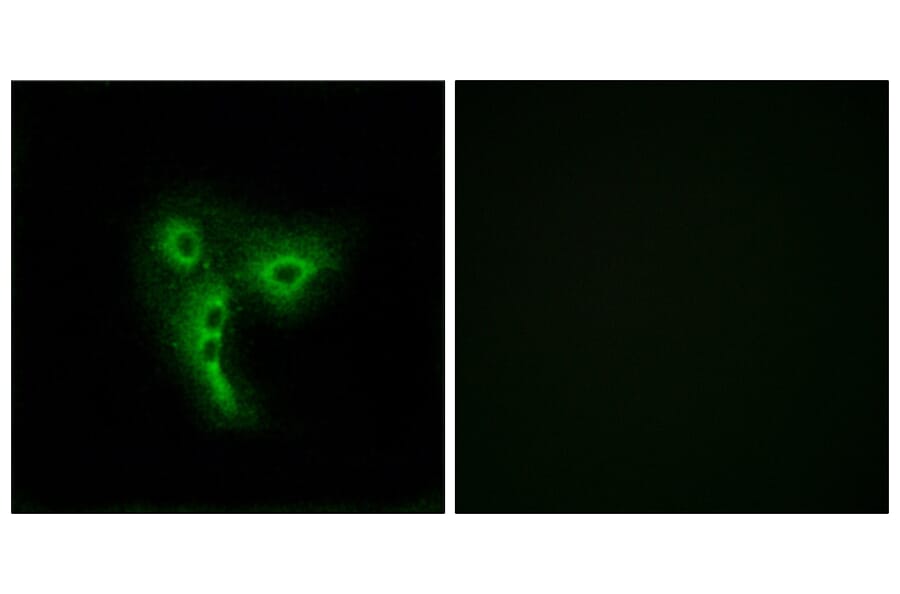 Immunofluorescence - Anti-OR4A4 + OR4A47 Antibody (G581) - Antibodies.com