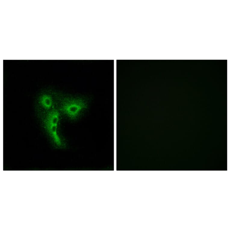 Immunofluorescence - Anti-OR4A4 + OR4A47 Antibody (G581) - Antibodies.com