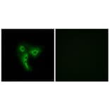 Immunofluorescence - Anti-OR4A4 + OR4A47 Antibody (G581) - Antibodies.com