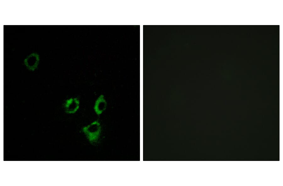 Immunofluorescence - Anti-OR2T5 + OR2T29 Antibody (G842) - Antibodies.com