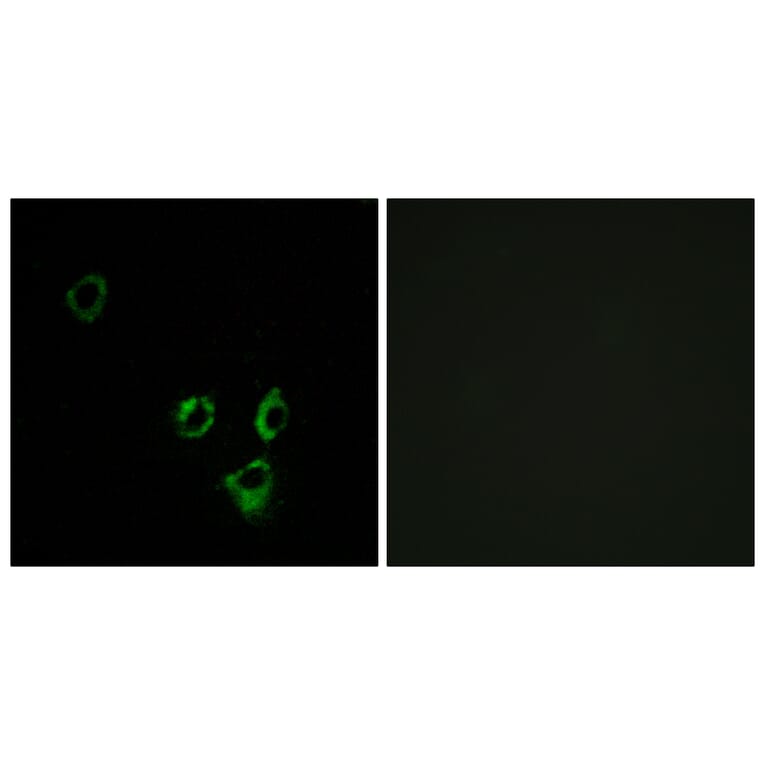Immunofluorescence - Anti-OR2T5 + OR2T29 Antibody (G842) - Antibodies.com