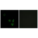 Immunofluorescence - Anti-OR2T5 + OR2T29 Antibody (G842) - Antibodies.com
