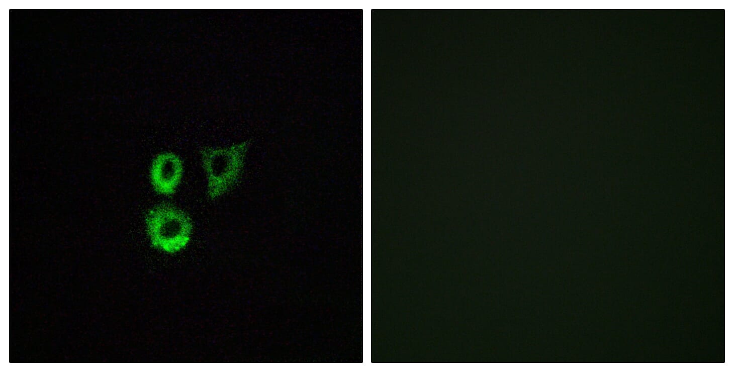 Immunofluorescence analysis of A549 cells using Anti-OR2T3 + OR2T34 Antibody. The right hand panel represents a negative control, where the antibody was pre-incubated with the immunising peptide.