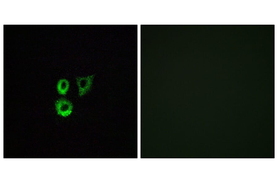 Immunofluorescence - Anti-OR2T3 + OR2T34 Antibody (G568) - Antibodies.com