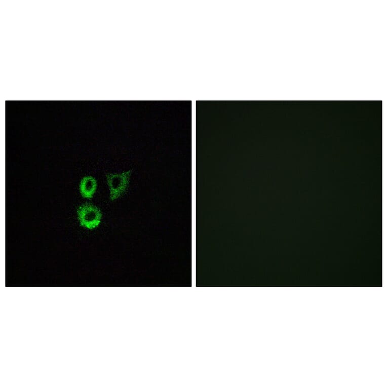 Immunofluorescence - Anti-OR2T3 + OR2T34 Antibody (G568) - Antibodies.com