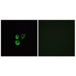 Immunofluorescence - Anti-OR2T3 + OR2T34 Antibody (G568) - Antibodies.com