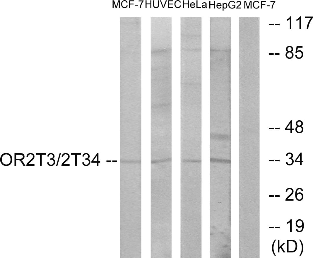 Western blot analysis of lysates from MCF-7, HUVEC, HeLa, and HepG2 cells using Anti-OR2T3 + OR2T34 Antibody. The right hand lane represents a negative control, where the antibody is blocked by the immunising peptide.