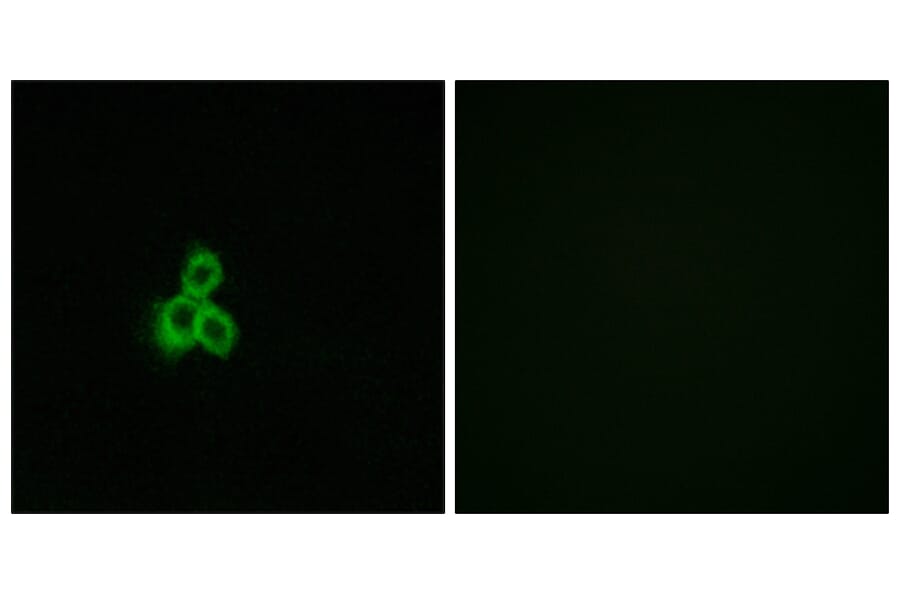 Immunofluorescence - Anti-OR2T2 + OR2T35 Antibody (G439) - Antibodies.com