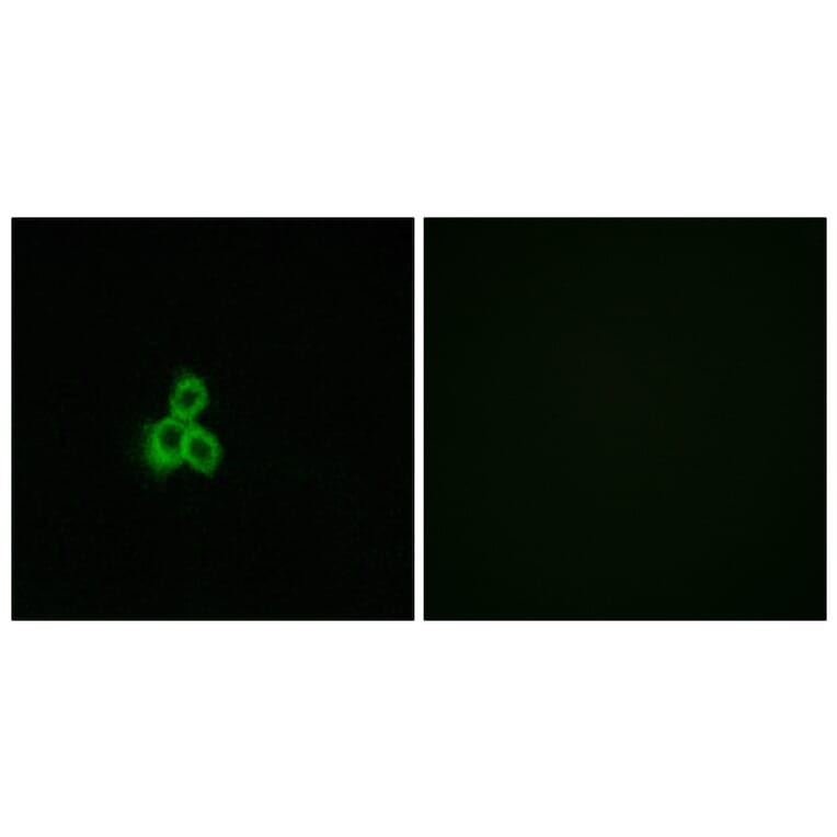 Immunofluorescence - Anti-OR2T2 + OR2T35 Antibody (G439) - Antibodies.com