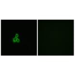 Immunofluorescence - Anti-OR2T2 + OR2T35 Antibody (G439) - Antibodies.com
