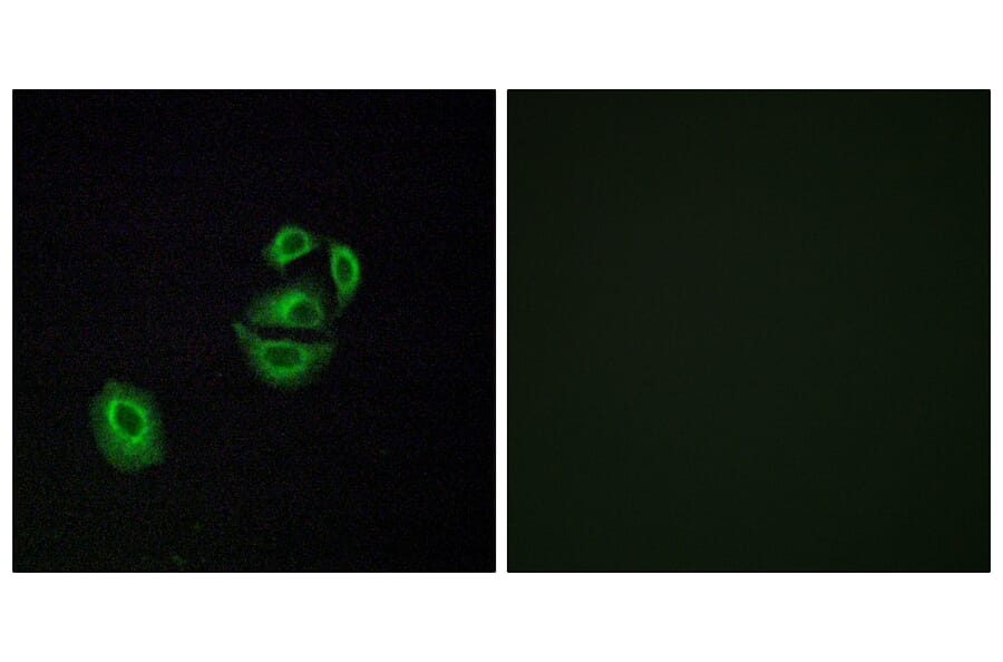 Immunofluorescence - Anti-OR2T2 + OR2T35 Antibody (G566) - Antibodies.com