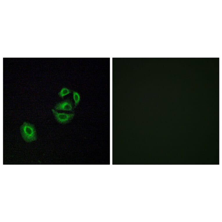 Immunofluorescence - Anti-OR2T2 + OR2T35 Antibody (G566) - Antibodies.com