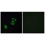 Immunofluorescence - Anti-OR2T2 + OR2T35 Antibody (G566) - Antibodies.com