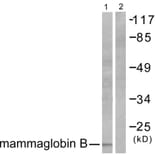 Western Blot - Anti-Mammaglobin B Antibody (C0256) - Antibodies.com