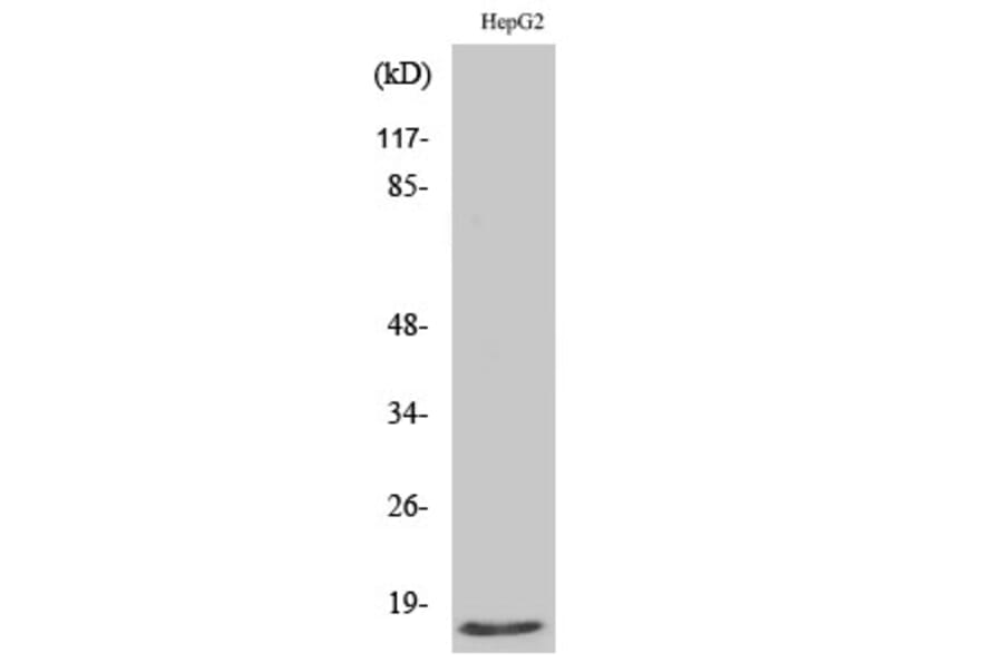 Western Blot - Anti-Mammaglobin B Antibody (C0256) - Antibodies.com
