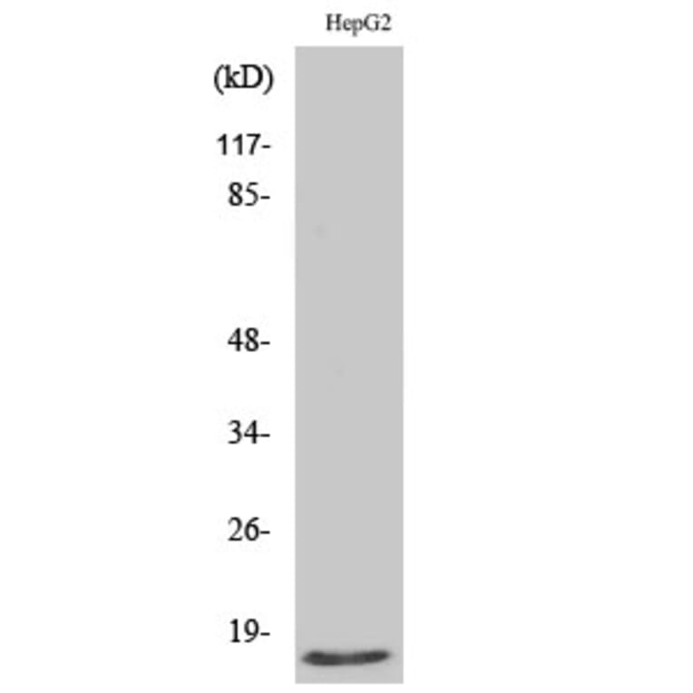 Western Blot - Anti-Mammaglobin B Antibody (C0256) - Antibodies.com