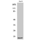 Western Blot - Anti-Mammaglobin B Antibody (C0256) - Antibodies.com