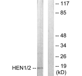 Western Blot - Anti-HEN1 + HEN2 Antibody (C10854) - Antibodies.com
