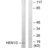 Western Blot - Anti-HEN1 + HEN2 Antibody (C10854) - Antibodies.com