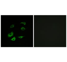 Immunofluorescence - Anti-Cyclosome 1 Antibody (C12817) - Antibodies.com