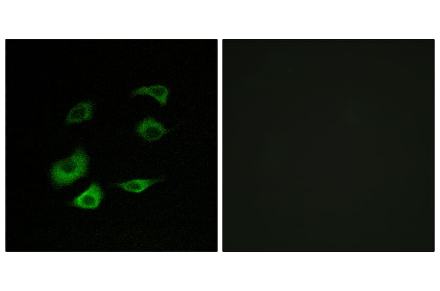 Immunofluorescence - Anti-Cyclosome 1 Antibody (C12817) - Antibodies.com