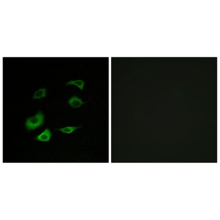Immunofluorescence - Anti-Cyclosome 1 Antibody (C12817) - Antibodies.com