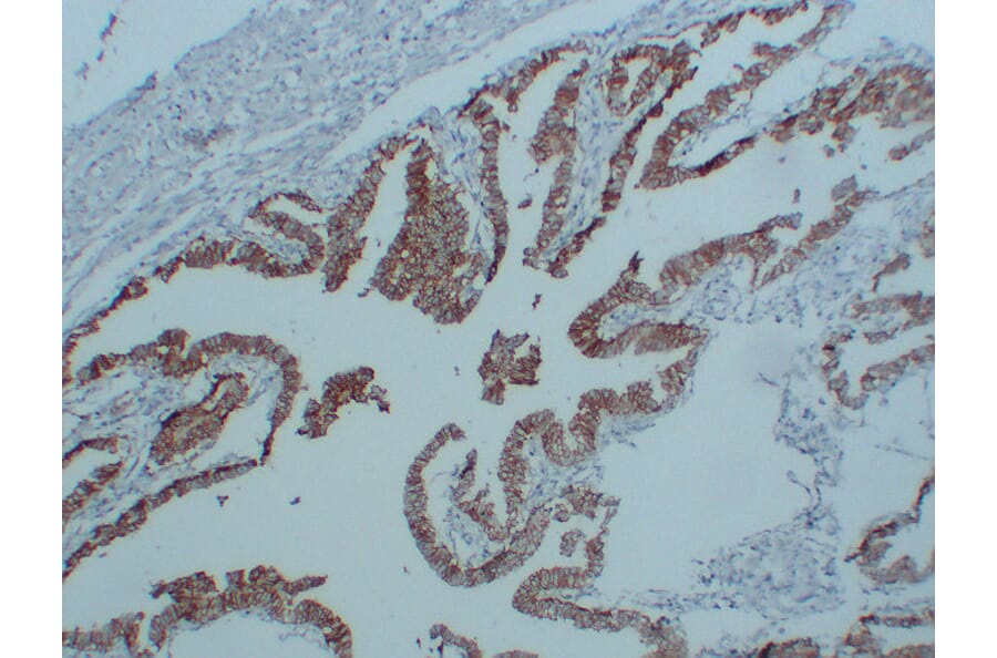 Immunohistochemistry - Anti-N Cadherin Antibody (V0102) - Antibodies.com