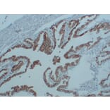 Immunohistochemistry - Anti-N Cadherin Antibody (V0102) - Antibodies.com