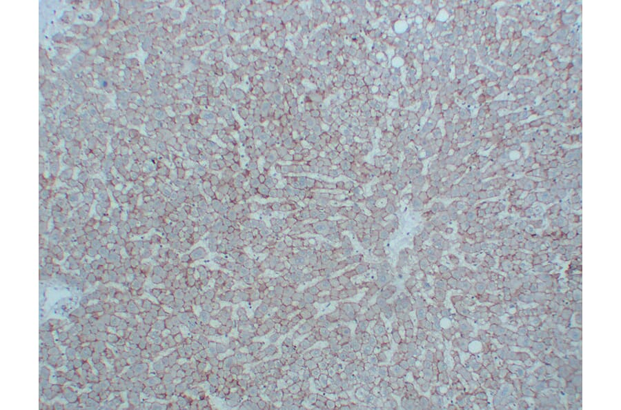 Immunohistochemistry - Anti-N Cadherin Antibody (V0102) - Antibodies.com