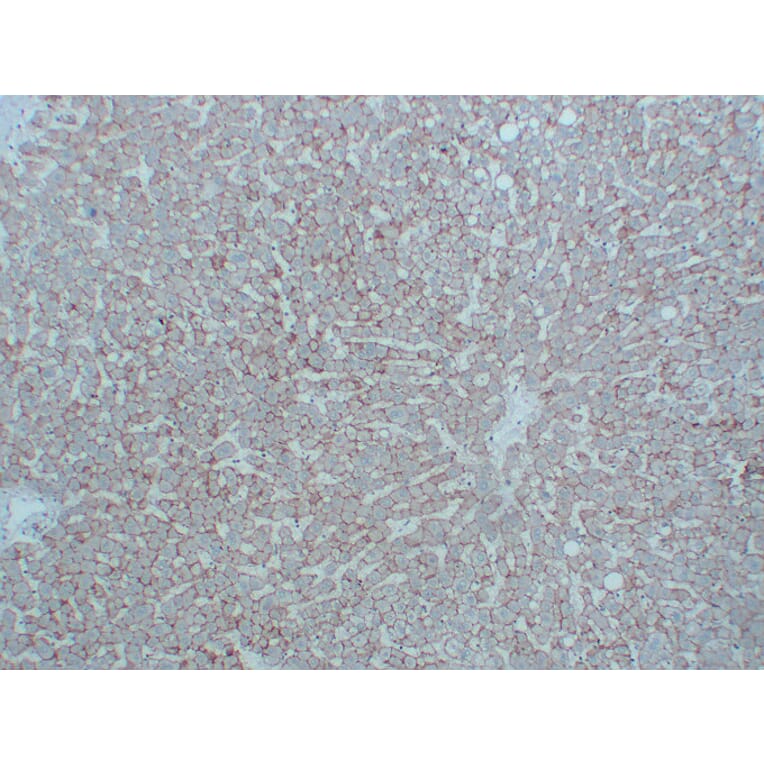 Immunohistochemistry - Anti-N Cadherin Antibody (V0102) - Antibodies.com