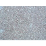 Immunohistochemistry - Anti-N Cadherin Antibody (V0102) - Antibodies.com