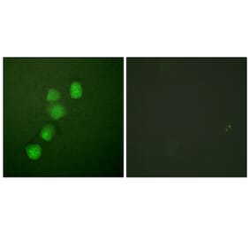 Immunofluorescence - Anti-Cyclin E1 Antibody (B0069) - Antibodies.com