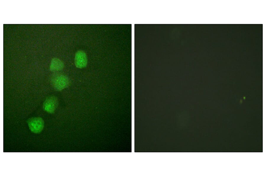 Immunofluorescence - Anti-Cyclin E1 Antibody (B0069) - Antibodies.com