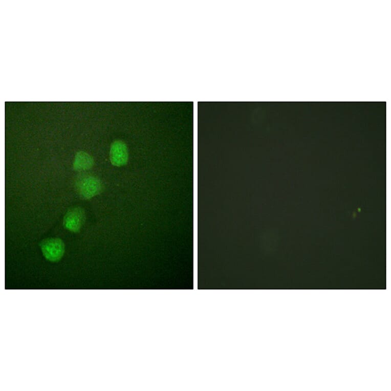 Immunofluorescence - Anti-Cyclin E1 Antibody (B0069) - Antibodies.com